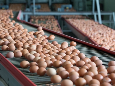 Top Six Companies Global Egg Processing Market