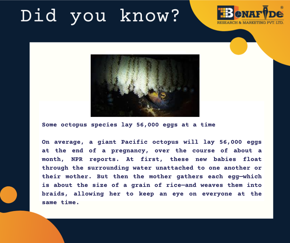 Interesting facts about Octopus